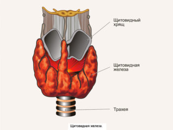 как выглядит щитовидная железа