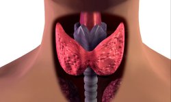 Разновидности дисфункций щитовидной железы: симптомы, причины и методы лечения