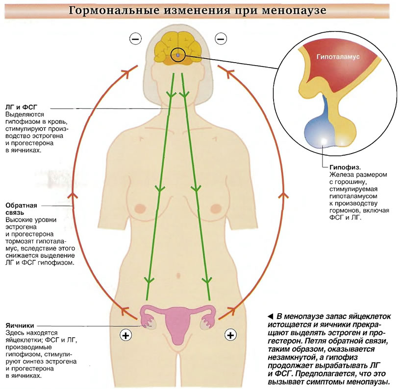 гормональные изменения в менопаузе