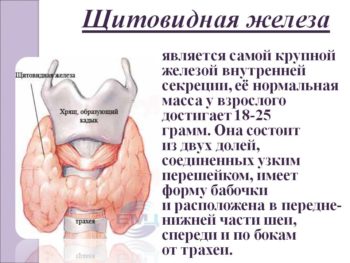 Что такое щитовидная железа