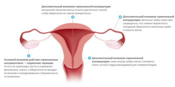 Механизм женской репродуктивной системы