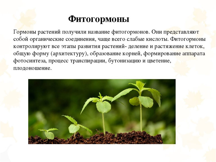 Действие фитогормонов на растение. Фитогормоны растений. Растительные гормоны растений. Стимуляторы роста растений фитогормоны. Фитогормоны для растений сообщение.